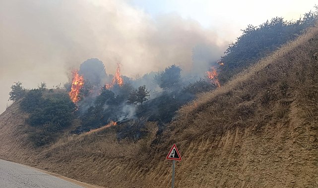 Manisa'da makilik alanda yangın