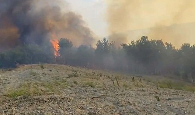 Manisa'da orman yangını