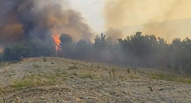 Manisa'da orman yangını