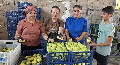 Mersin'de incir hasadı başladı; kilosu 150 lira