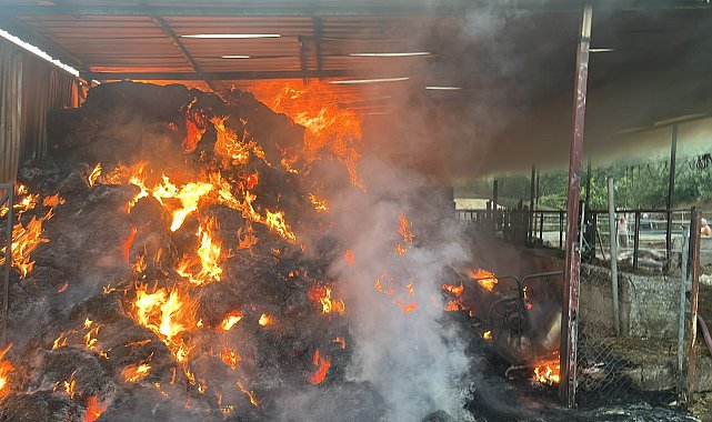 Muğla'da ahır ve saman deposu yandı; 4 büyükbaş öldü
