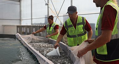 Muğla'dan dünyaya 'yavru balık' ihracatı