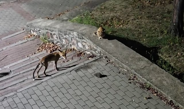 Parkta tilki, kedi ve kirpinin karşılaşması kamerada