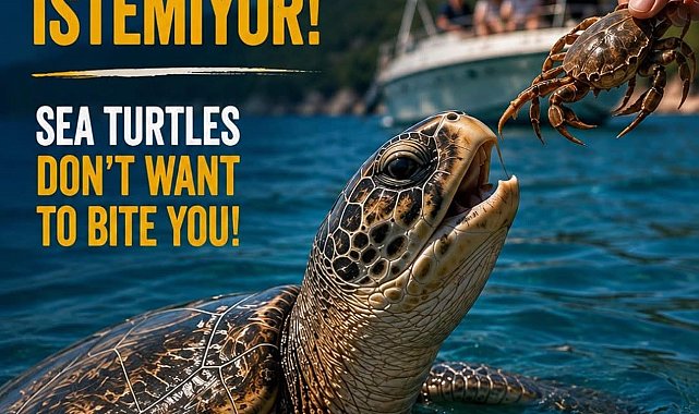 Prof. Dr. Kaska: Caretta carettaları beslemeyin, dokunmayın, fotoğraf için yaklaşmayın