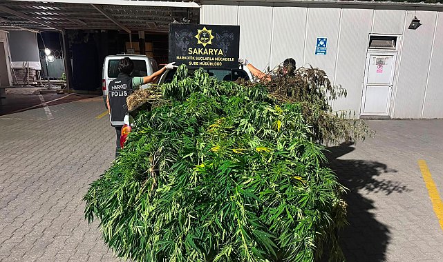 Sakarya'da 10 kilo esrar ve 50 kök Hint keneviri ele geçirildi