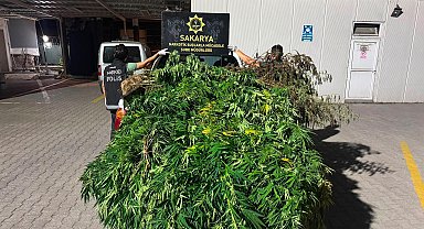 Sakarya'da 10 kilo esrar ve 50 kök Hint keneviri ele geçirildi