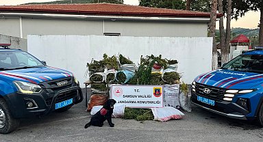 Samsun'da bin 757 kök kenevir ve 138 kilogram esrar ele geçirildi