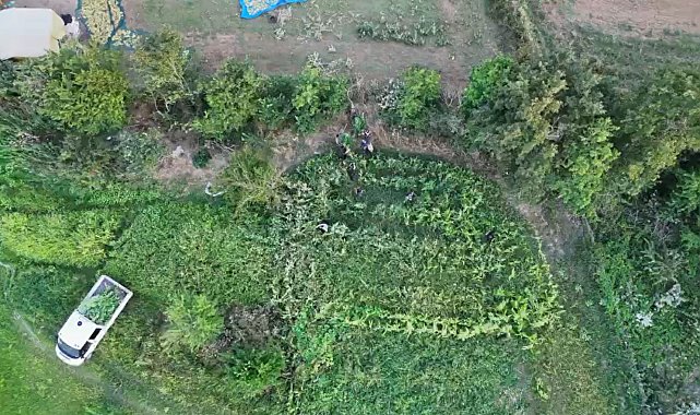 Samsun'da kenevir operasyonu dron kamerasında