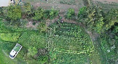 Samsun'da kenevir operasyonu dron kamerasında