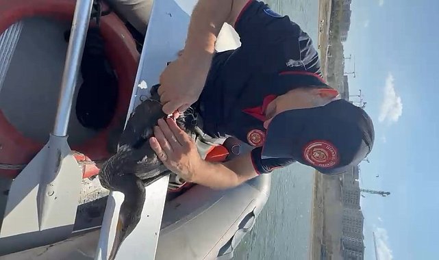 Sazlıbosna Barajı'nda balıkçının misinasına dolanan karabatak itfaiye ekiplerince kurtarıldı