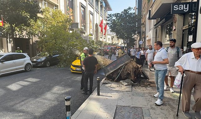 Şişli'de ağaç devrildi; yol trafiğe kapandı