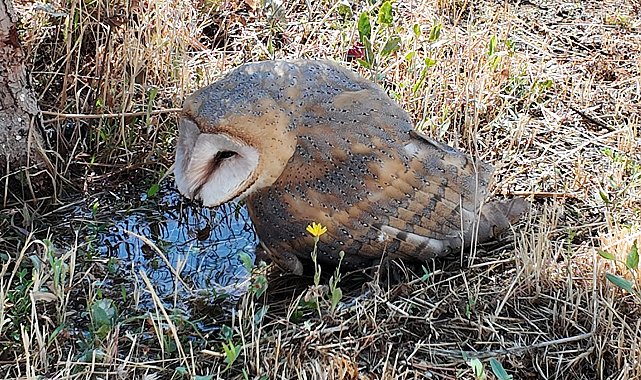 Sivas'ta bitkin halde bulunan peçeli baykuş, tedaviye alındı
