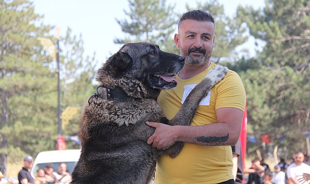 Sivas'ta Kangal köpekleri podyuma çıktı