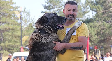 Sivas'ta Kangal köpekleri podyuma çıktı