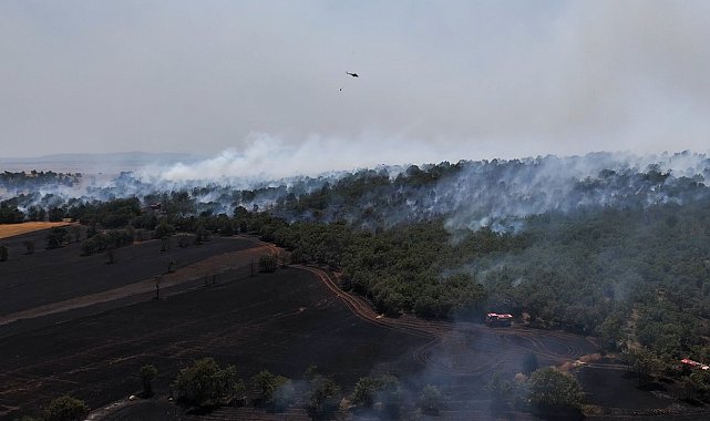 Tarlada çıkan yangın ormana sıçradı