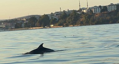 Tekirdağ açıklarında yunuslar tekneye eşlik etti