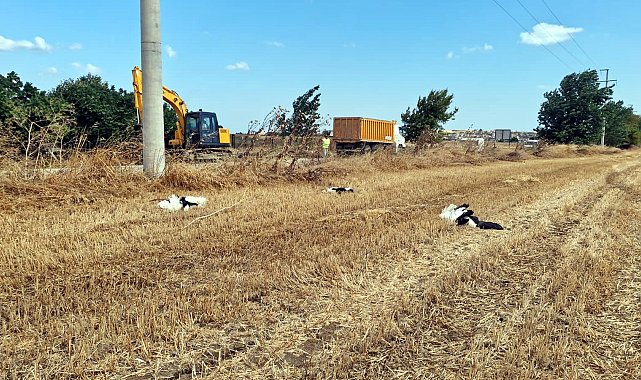 Tekirdağ'da 30 leylek akıma kapılarak öldü