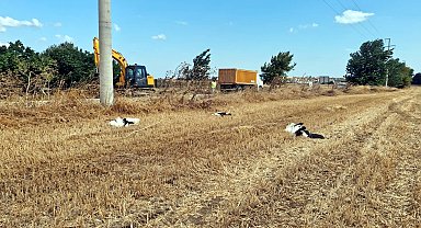 Tekirdağ'da 30 leylek akıma kapılarak öldü