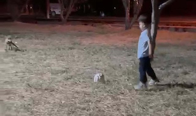 Tilki, topu alıp kaçtı; o anlar kamerada