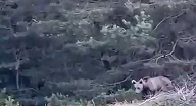 Tokat'ta çoban, karşılaştığı yavru ayıyı görüntüledi
