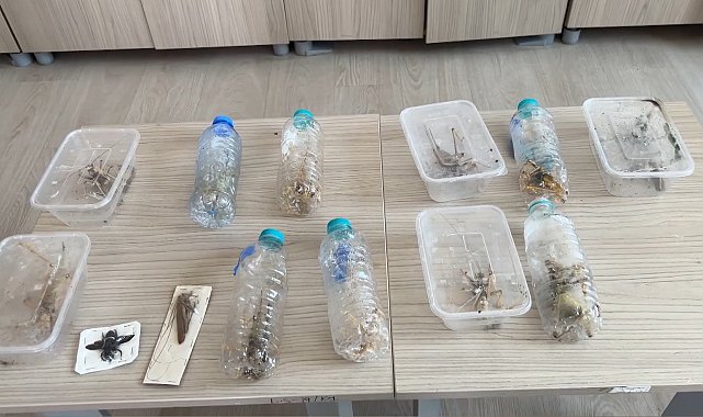 Yabancıların canlı çekirge toplarken yakalanmasına, uzmandan 'genetik çalışma' uyarısı