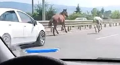 Yola çıkan başıboş atlar sürücülere zor anlar yaşattı