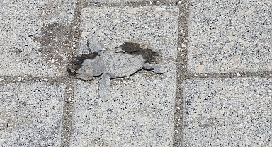 Yönlerini şaşıran yeşil deniz kaplumbağaları, araçların altında kalıp öldü