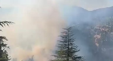 Adana'da 2 farklı bölgede orman yangını