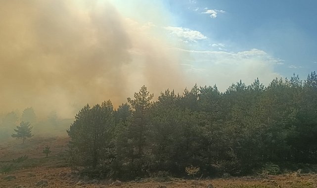 Anız yangınında alevler ormana sıçradı