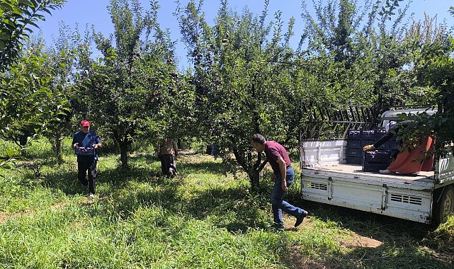 Anjelik erik, kurutmalık, pestil ve pekmez olarak sofralara geliyor