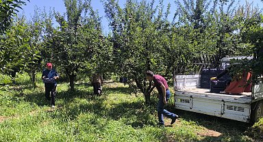 Anjelik erik, kurutmalık, pestil ve pekmez olarak sofralara geliyor