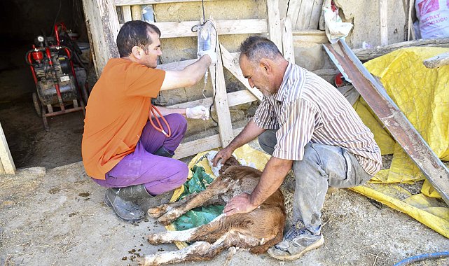 Ankara'da yetiştiricilere 12,5 milyon liralık veteriner desteği