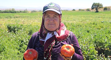 Ata tohumundan elde edilen Karahıdır domatesinde hasat 1 ay geç başladı