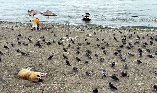 Avcılar'da havalar serinledi, sahil güvercinlere kaldı