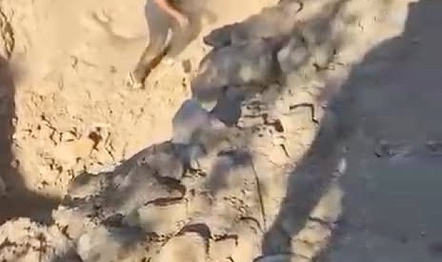 Aydın'da çilek bahçesinde kaçak kazıya suçüstü: 6 gözaltı