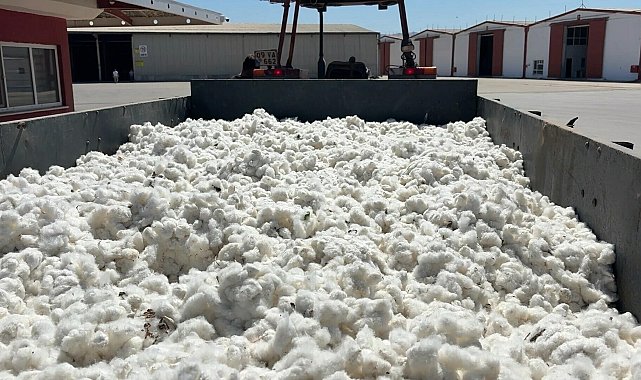 Aydın'da sezonun ilk pamuğu 100 TL'den sembolik olarak alındı