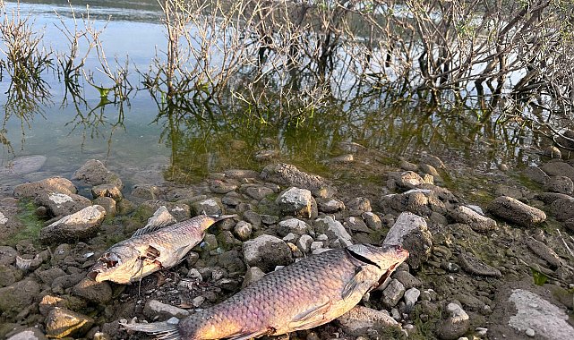 Ayvacık Barajı'ndaki balık ölümlerine inceleme