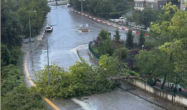 Bartın'da kuvvetli rüzgar; ağaçlar devrildi