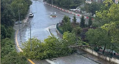 Bartın'da kuvvetli rüzgar; ağaçlar devrildi