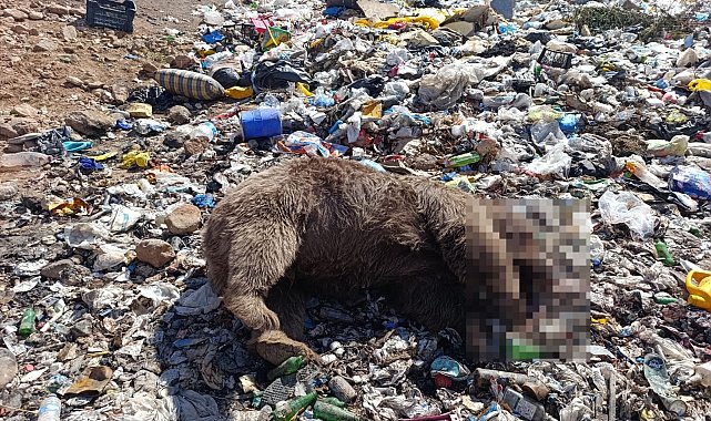 Bingöl'de 3 bozayı ölü bulundu