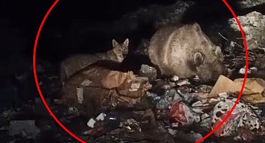 Bingöl'de ayı ve kurtlar, çöpten yiyecek ararken görüntülendi