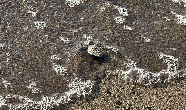 Bodrum'da 62 yavru caretta caretta denizle buluştu