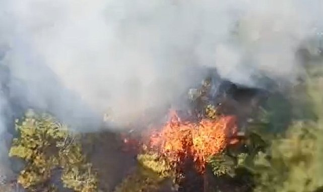 Bursa'da orman yangını