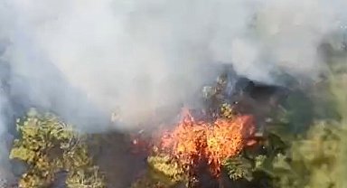 Bursa'da orman yangını