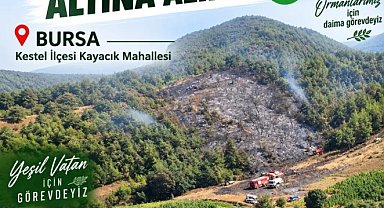 Bursa'da orman yangını