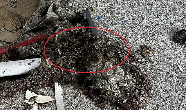 Çatı temizliği sırasında aynı aileden 4 kişiye arılar saldırdı