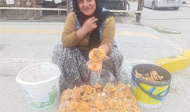 Dağlardan saatlerce yürüyerek toplanan mantarlar, pazarda kilosu 250 TL'ye satılıyor