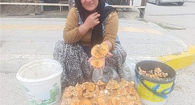 Dağlardan saatlerce yürüyerek toplanan mantarlar, pazarda kilosu 250 TL'ye satılıyor