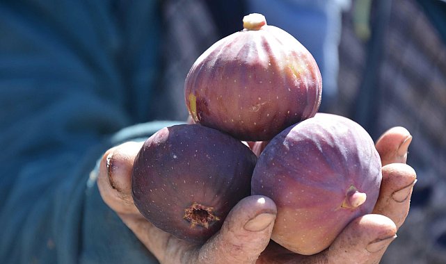 Demirci'de siyah ve sarı incirde hasat mesaisi başladı