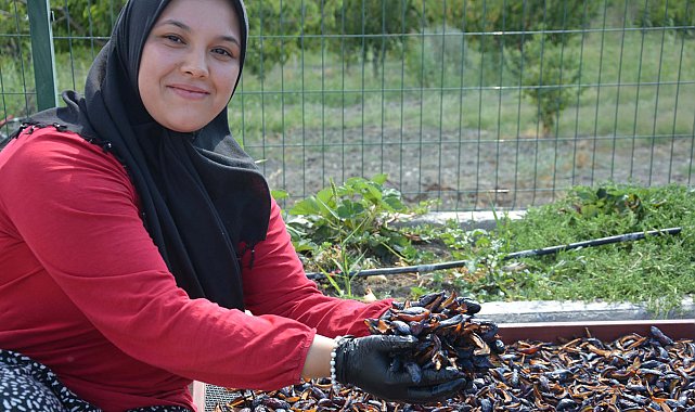 Demirci'nin coğrafi işaretli eriğinin kurusu dünya sofralarında